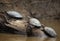 Closeup portrait of group of Yellow-spotted river turtle Podocnemis unifilis sitting on top of log surrounded by water, Bolivia