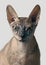 Closeup portrait of a grumpy sphynx cat front view - on grey background.