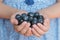 Closeup portrait of a handful of fresh blueberries