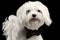 Closeup Portrait Happy White Maltese Dog Looking in Camera isolated