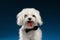 Closeup Portrait Happy White Maltese Dog Looking in Camera isolated