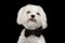 Closeup Portrait Happy White Maltese Dog Looking in Camera isolated