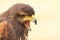 Closeup portrait of Harris Hawk falcon Parabuteo unicinctus with open beak.