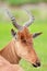 Closeup portrait of hartebeest antelope