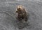 Closeup portrait of the head adult brown bear swimming in the dark water and shaking its body with a lot of splashes