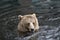 Closeup portrait of the head adult brown bear swimming in the dark water. Ursus arctos beringianus. Kamchatka bear.