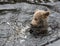 Closeup portrait of the head of cub brown bear swimming in the dark water. Ursus arctos beringianus. Kamchatka bear.