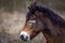 Closeup portrait, head of cute, sleepy wild horse with closed eyes, exmoor pony in Podyji