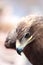 Closeup portrait of the head of a hawk in profile