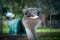 Closeup portrait of the head of a Rhea flightless bird at Tattershall Farm Park in Lincolnshire, UK