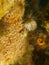 Closeup portrait of hispid frogfish face