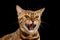 Closeup Portrait Hisses Bengal Cat Face on Isolated Black Background