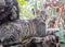 Closeup portrait of homeless or wild gray cat lying on driftwood in outdoor mediterranean restaurant and looking into the camera