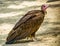 Closeup portrait of a hooded vulture, critically endangered scavenger bird from the desert of Africa