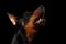 Closeup portrait of howling Doberman Pinscher Dog on isolated Black