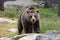 Closeup portrait of huge adult brown bear looking at you. Ursus arctos beringianus. Kamchatka bear.