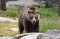 Closeup portrait of huge adult brown bear looking at you. Ursus arctos beringianus. Kamchatka bear