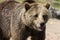 Closeup portrait of huge shaggy adult brown bear looking with interest. Ursus arctos beringianus. Kamchatka bear.
