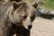 Closeup portrait of huge shaggy adult brown bear looking with interest. Ursus arctos beringianus. Kamchatka bear.