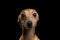 Closeup Portrait Italian Greyhound Dog Looking in Camera isolated Black