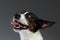 Closeup Portrait of Jack Russell Terrier Dog with Happy Smiled