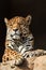 Closeup portrait of jaguar or Panthera onca