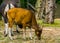 Closeup portrait of a Java Banteng cow, Endagered cattle specie from Indonesia