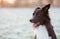 Closeup portrait joyful border collie dog looking aside mouth open, cheerful funny face. Winter season outdoors background, hoar