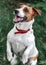 Closeup portrait of jumping small happy white and red dog jack russel terrier standing on its hind paws and looking up outside in