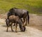 Closeup portrait of a juvenile brindled gnu with the parent in the background, common antelope specie from Africa