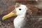 Closeup portrait of juvenile waved albatross