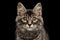 Closeup Portrait Kurilian Bobtail Kitty Curious Looks, Black Background