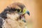 Closeup portrait of Lanner falcon from profile with open beak.
