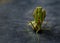 Closeup portrait large green praying mantis attacking stance on a dark background