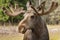 Closeup portrait of a large male moose buck