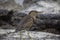 Closeup portrait of Lava Heron Butorides sundevalli standing on rocks Galapagos Islands