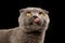 Closeup Portrait of Licked British Fold Cat on Black