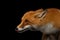 Closeup Portrait of Liked Red Fox Isolated on black