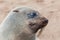 Closeup portrait of lion seal