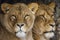 Closeup portrait of Lionesses