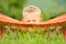 Closeup portrait little boy in hammock