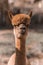 Closeup portrait of little llama. Alpaca with shallow depth of field