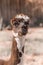 Closeup portrait of little llama. Alpaca with shallow depth of field funny face laughing