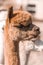Closeup portrait of little llama. Alpaca with shallow depth of field side portrait