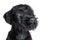 Closeup portrait of little puppy of black Mittel Schnauzer breed on white background with humiliating look.