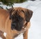 Closeup portrait of a little puppy of rare breed South African Boerboel on the background of snow.