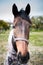 Closeup Portrait of a Long Faced Horse