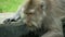 Closeup portrait of long-tailed macaque sitting near edge of fountain and drinking water from it. Primate leaning