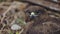 Closeup portrait of a magnificent eagle in its natural setting. Study of the habits of a bird of prey