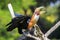 Closeup portrait of a male Blyth`s hornbill Rhyticeros plicatus